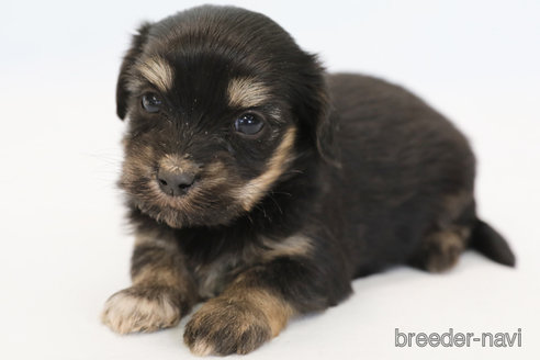 成約済の神奈川県のマルックス:マルチーズ×ミニチュアダックスフンド-343709の2枚目